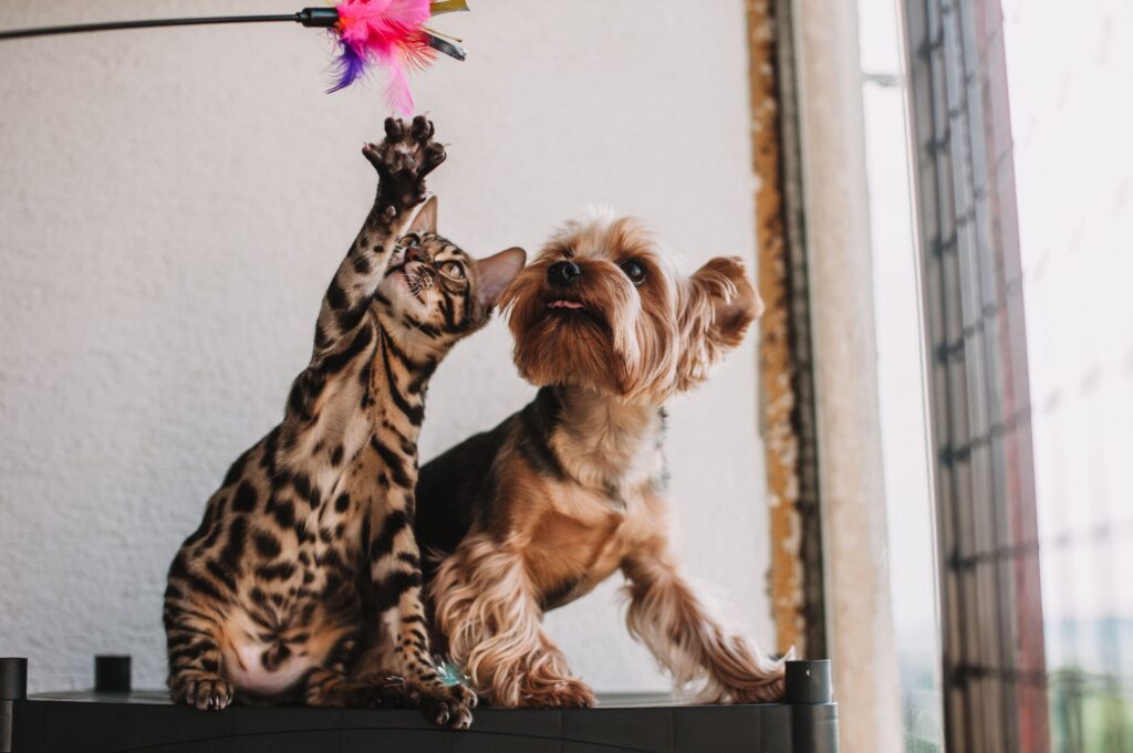 collection-05 A Bengal cat and Yorkshire Terrier playfully reach for a feathered toy indoors.